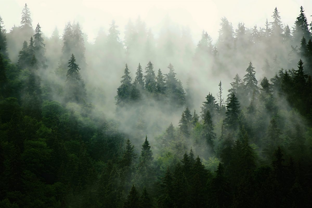 Misty fir forest landscape