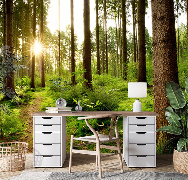 Beautiful Forest Sunrise