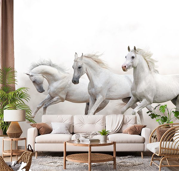Arabian White Horses Galloping