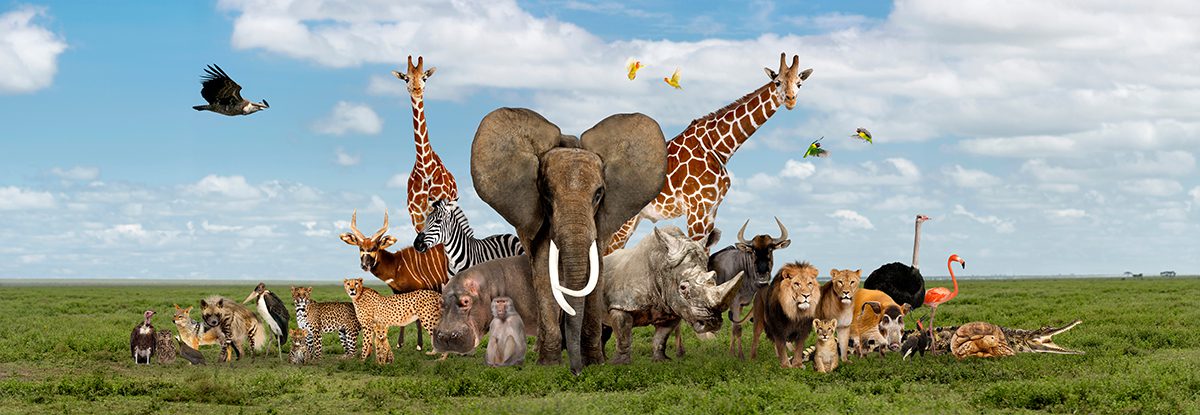 Safari Adventure