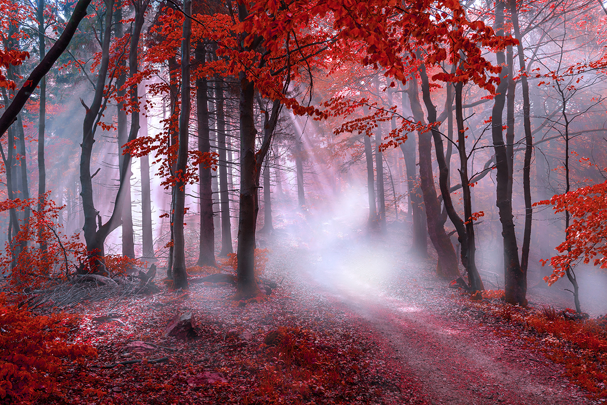 Autumn Misty Forest Path