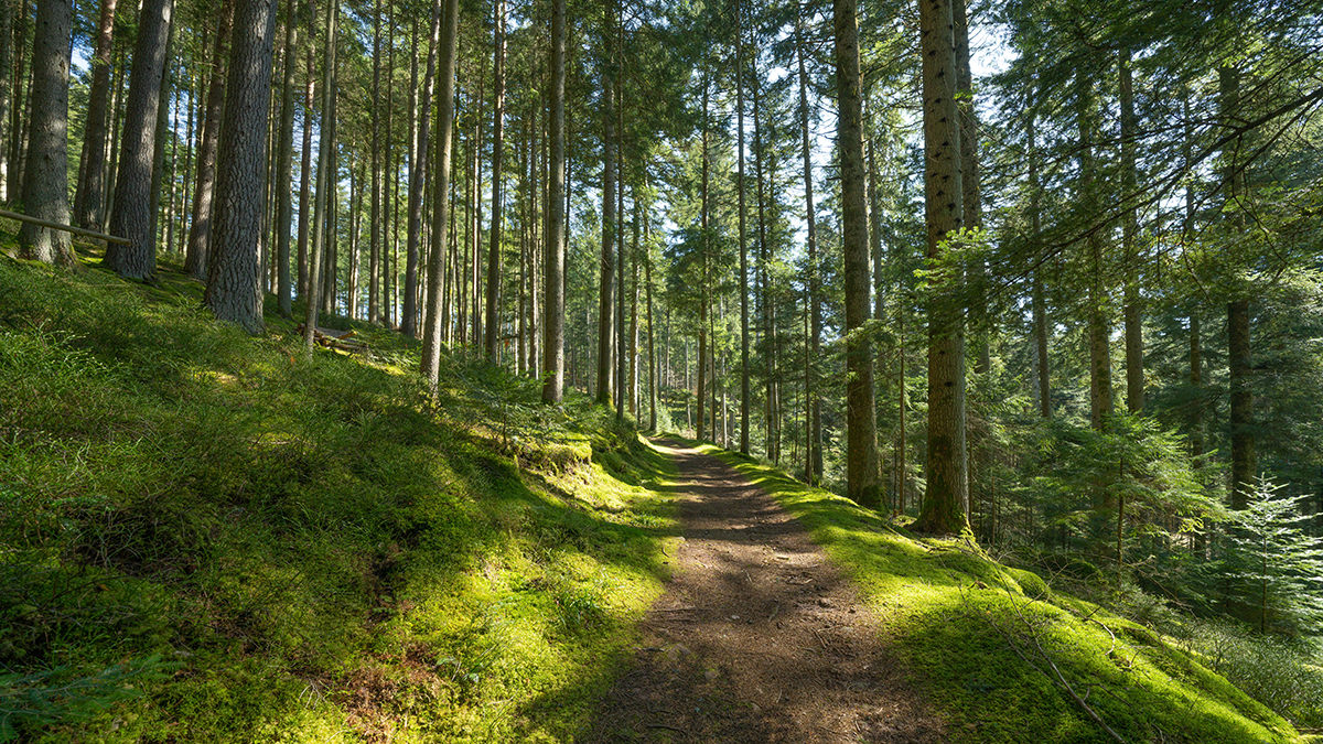 Tranquil Forest Path