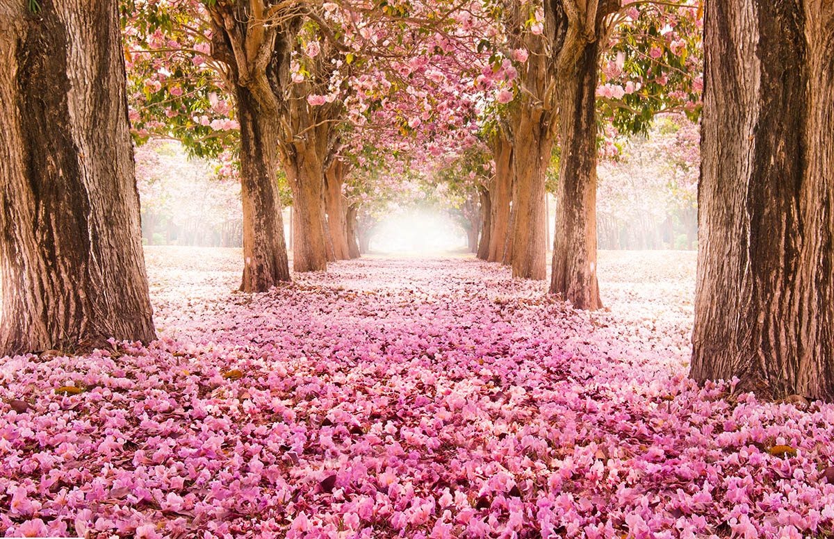 Pink Petal Walk