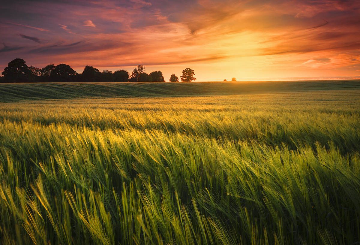 Fields of Gold