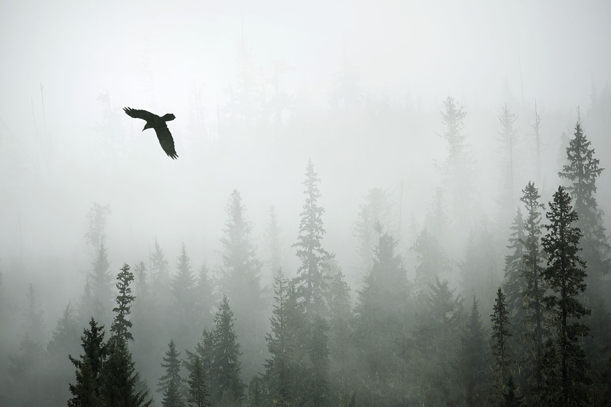 Misty Forest Raven Scene